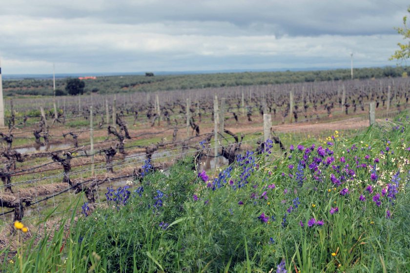 alentejo_bianca gusenbauer
