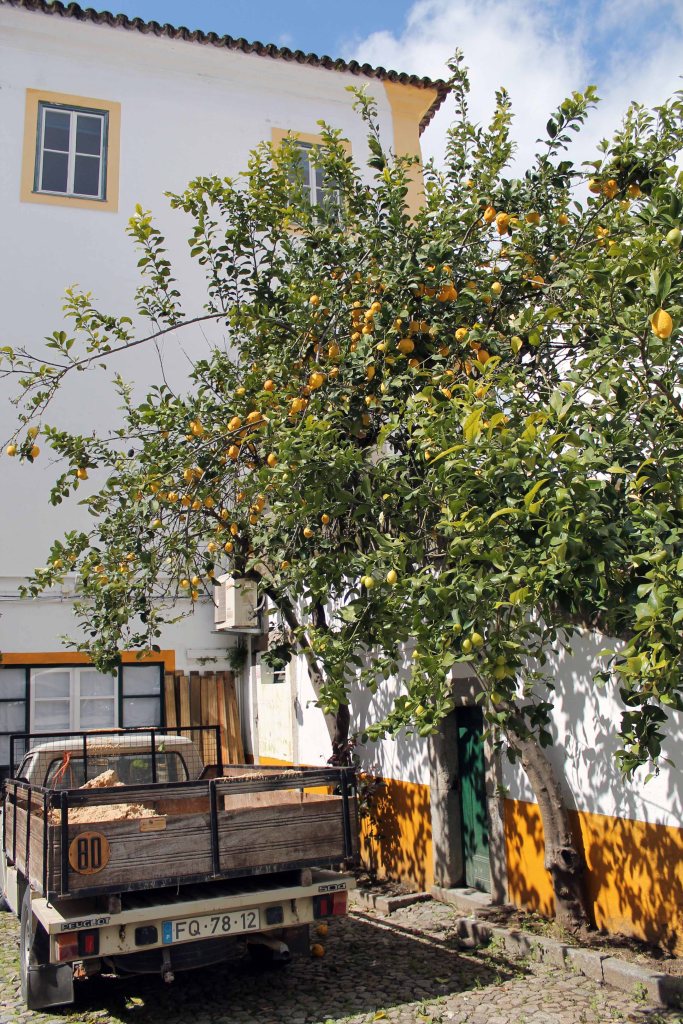zitronenbaum in evora