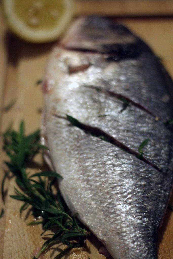 goldbrasse_bianca gusenbauer (2)