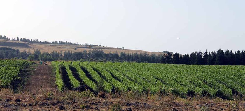 Weinberge auf den Golanhöhen