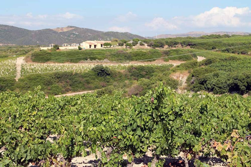 Wein, Stein, Wein... am Weg von Castelsardo nach Sorso... 1.700 Höhenmeter an einem Tag