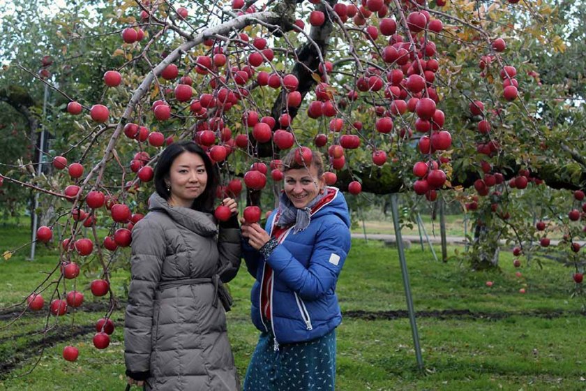 japanisches Apfel-Schlaraffenland