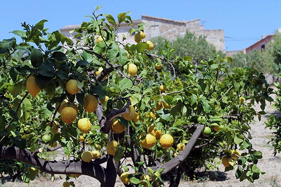 Zitroneninsel: Mallorca