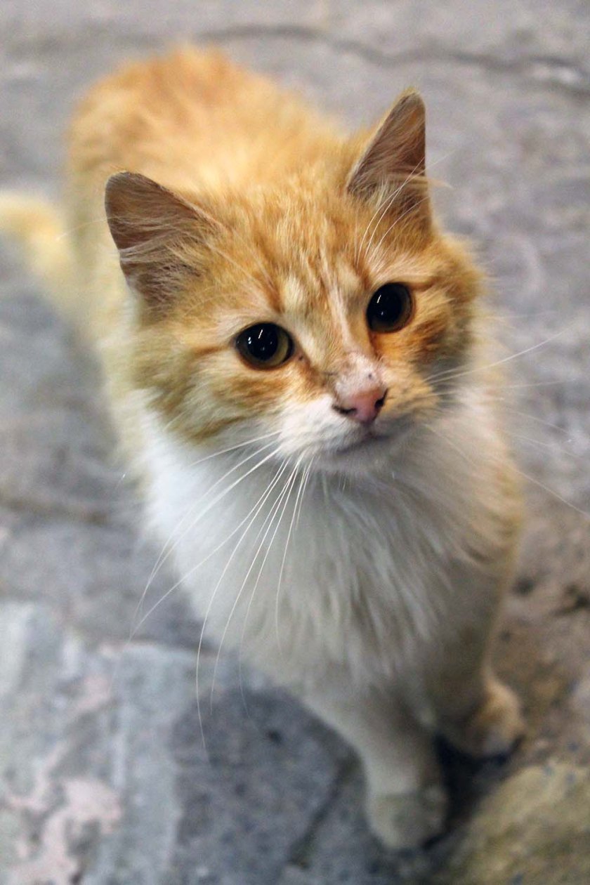 das kleine Katzerl liebt auch gefülltes Henderl..