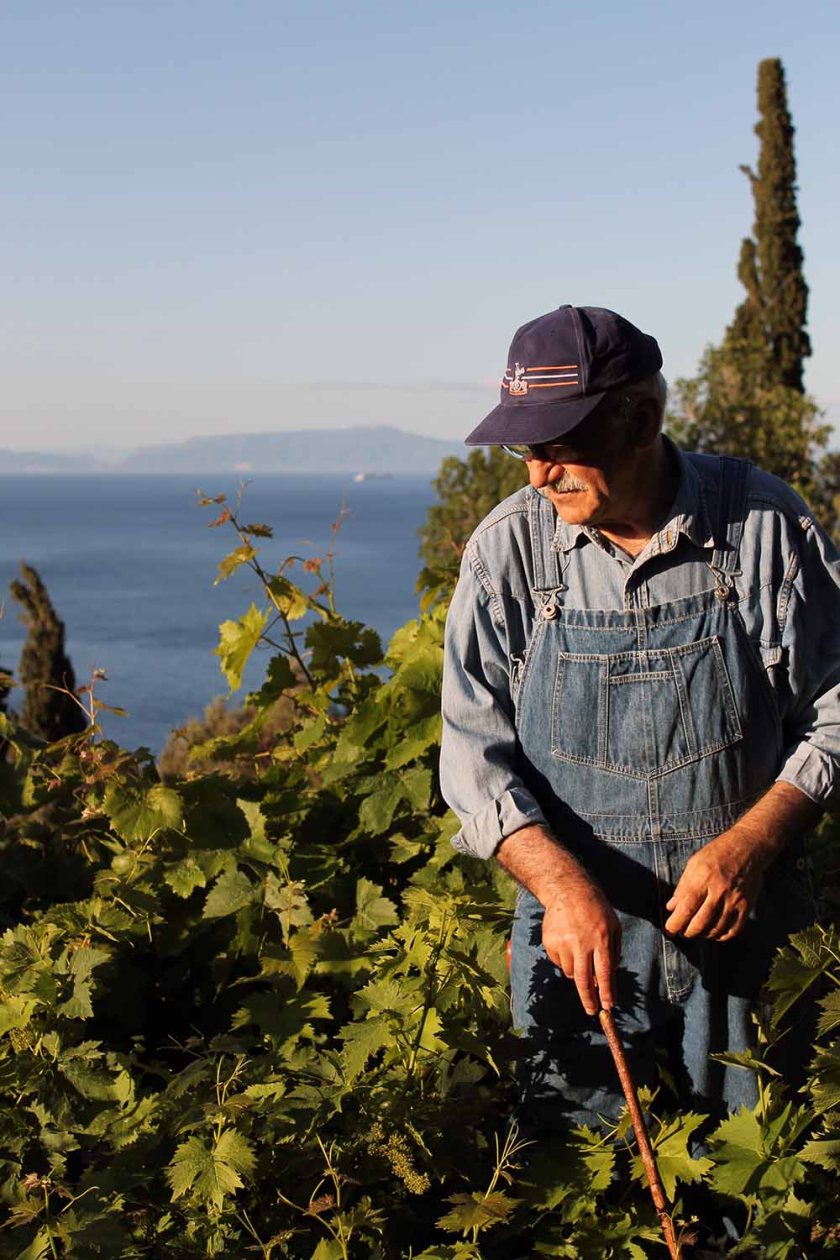 Steile Weingärten auf Samos
