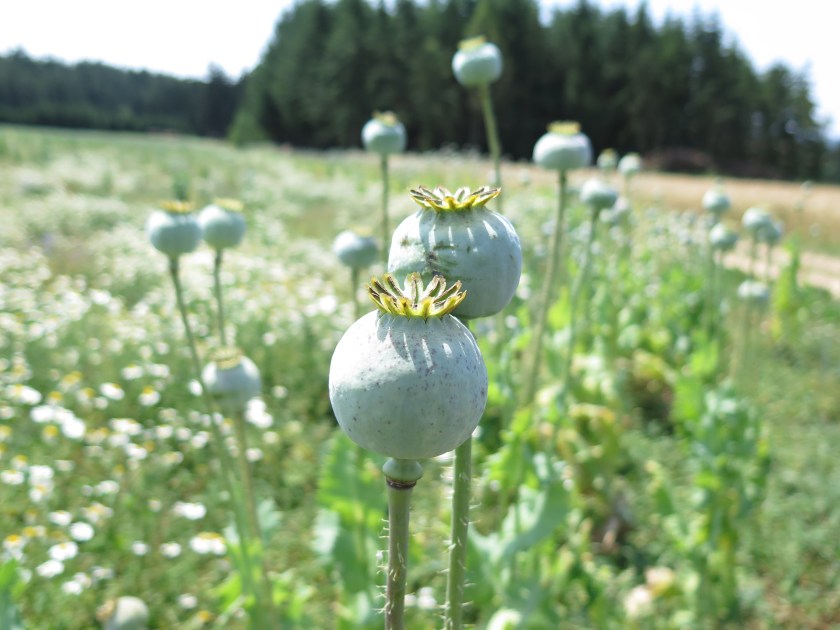 noch grün... aber bald...