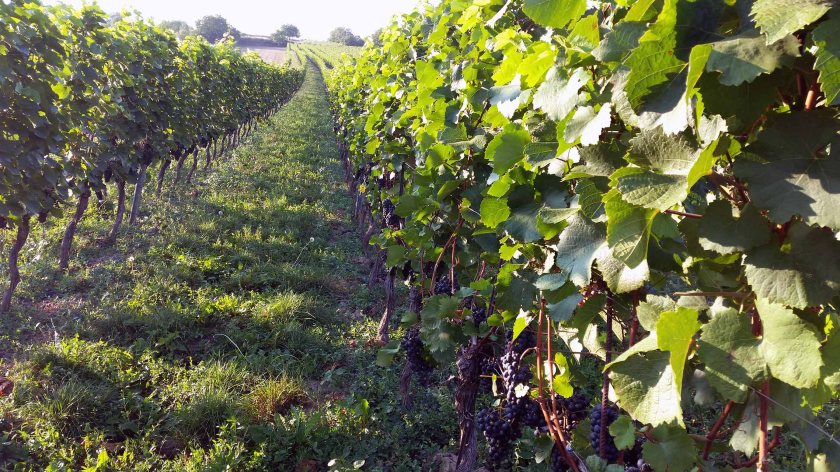 eine herrliche Pracht