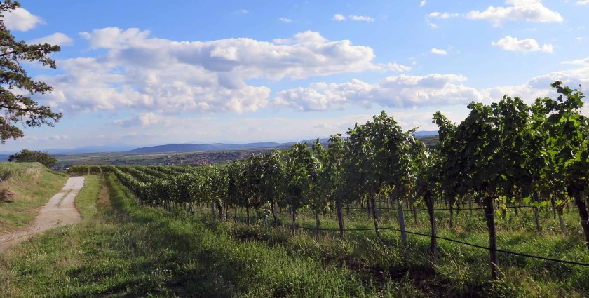 Entlang der Weingärten bis zur nächsten Station