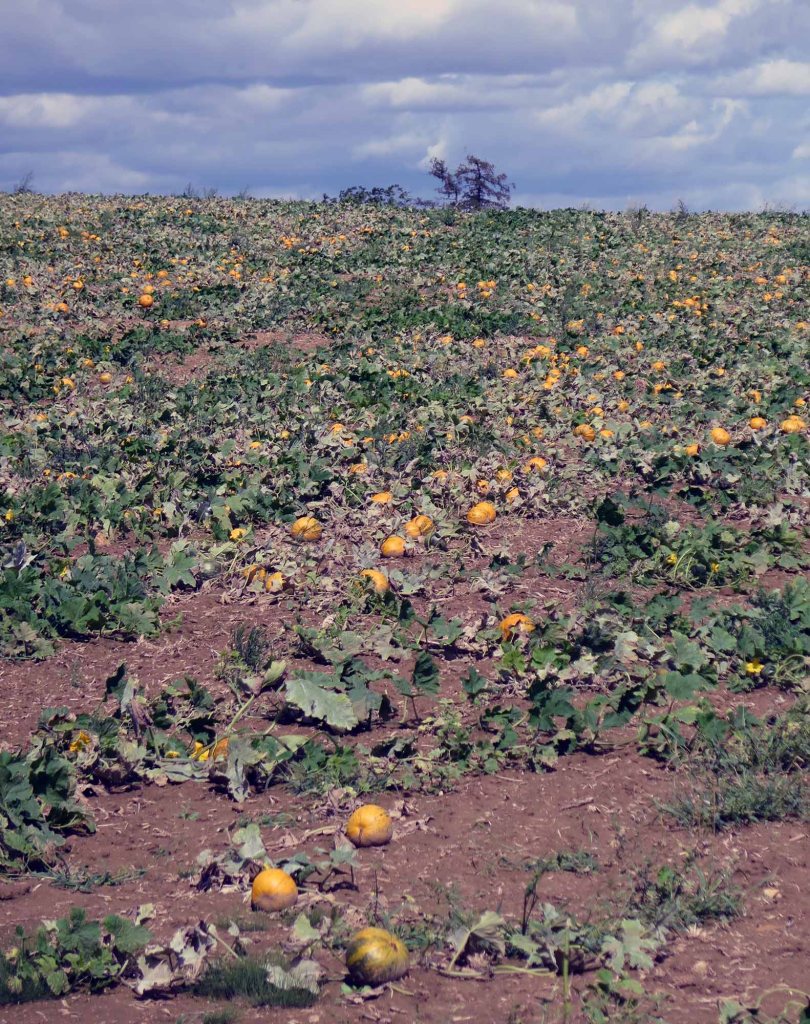 kleines Kürbisfeld am Weg