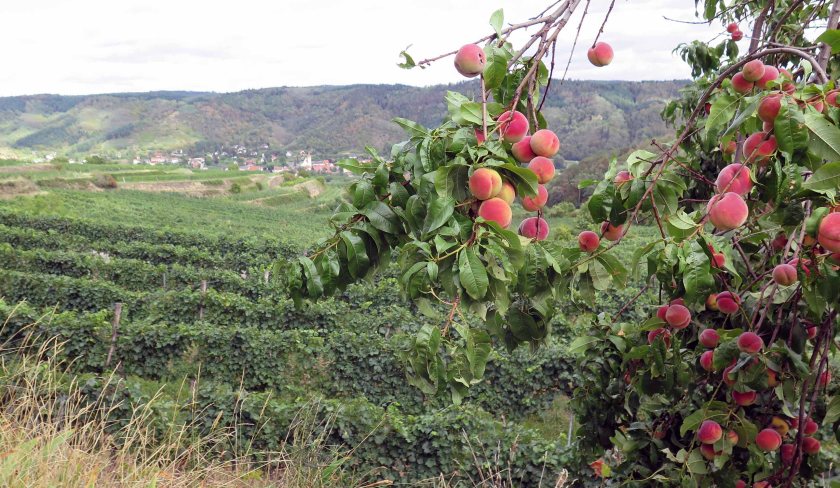 Am Weg auch noch ein paar reife Pfirsichbäume
