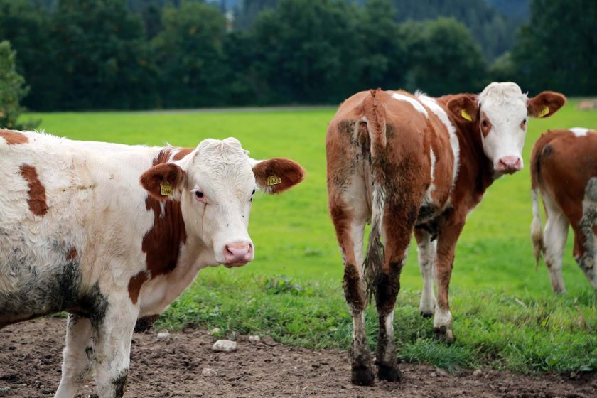 Zu Besuch am Bio-Bauernhof Kühbrein