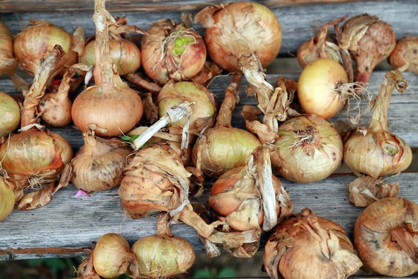 Natürliche Schönheit 