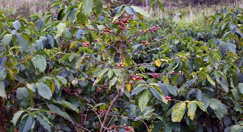 (c) Bianca Gusenbauer (36)