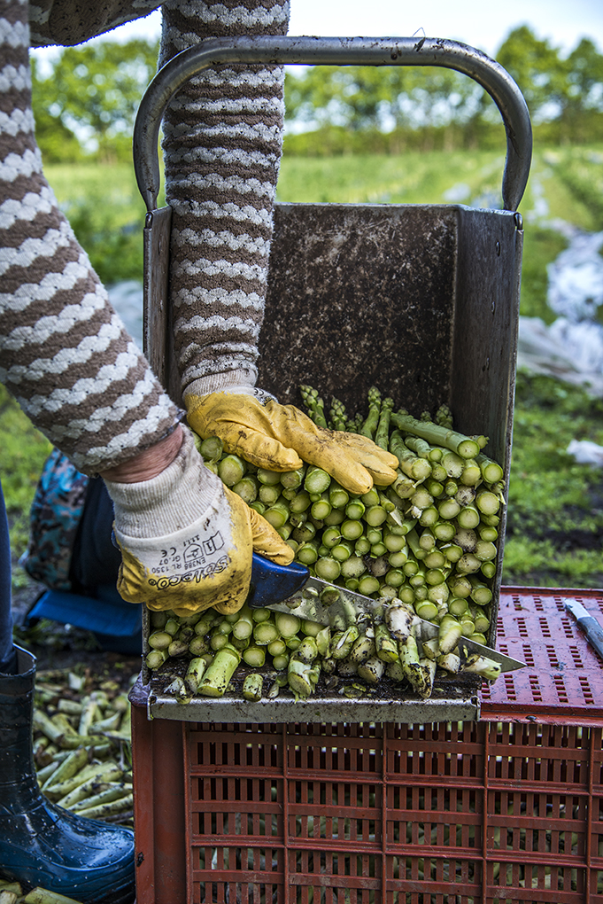 Spargelbauer Andi Reimers