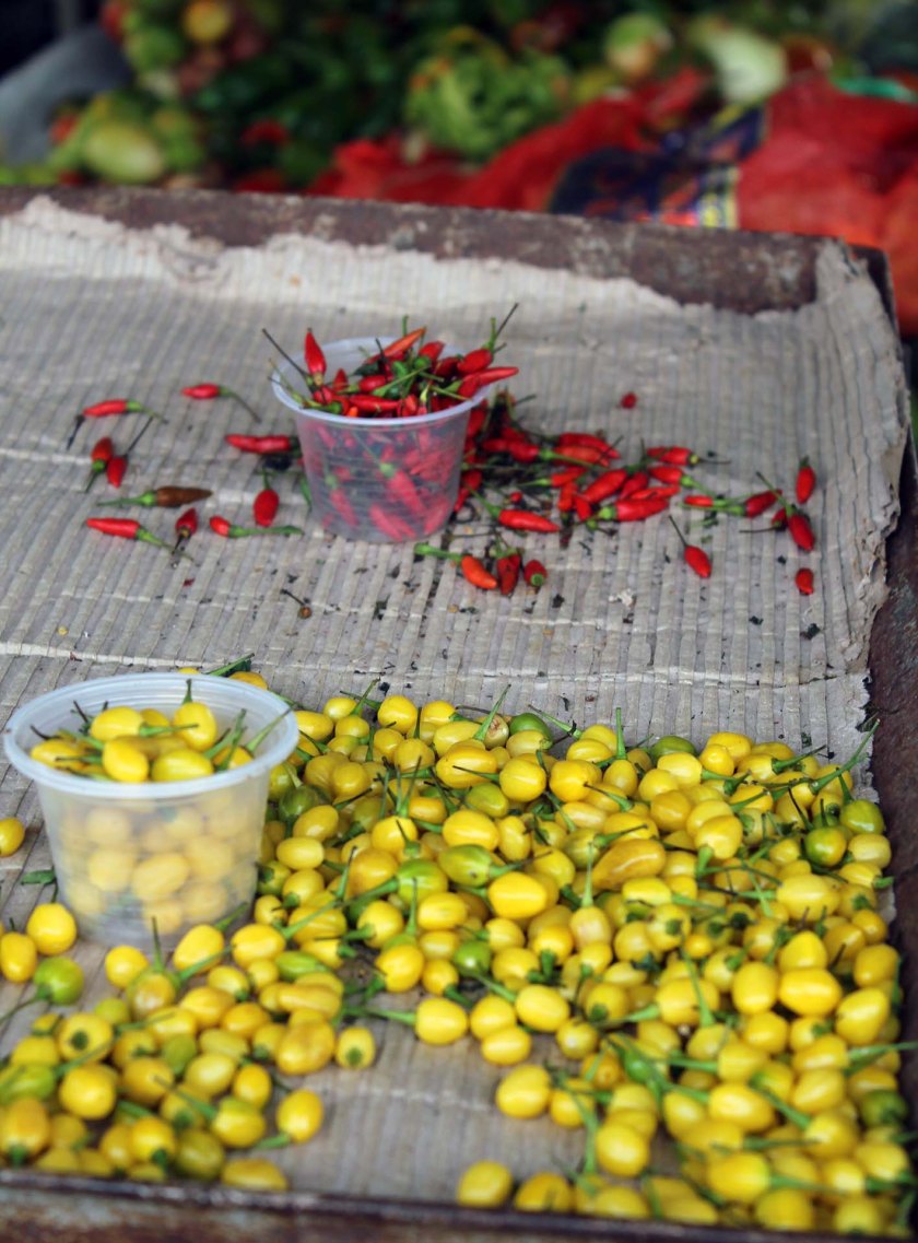 c-bianca-gusenbauer-1