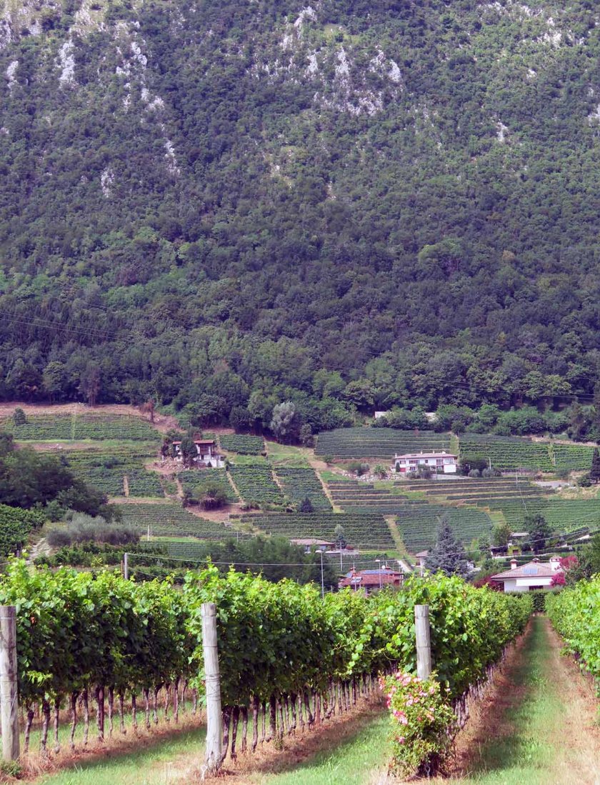 (c) Bianca Gusenbauer (27)